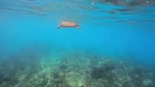 Snorkling Electric Beach 