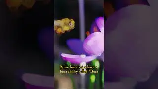 3 FACTS ABOUT BEES THAT NOBODY KNOWS