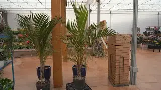 Triangle Palm @ greengate Garden Centres
