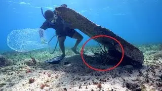 Most ELUSIVE Sea Creatures