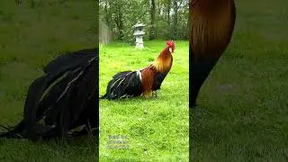 Ph&ouml;nix Hahn kr&auml;ht! Rooster of the rare Phoenix chicken crowing - Ph&ouml;nix H&uuml;hner Farbschlag Goldhalsig