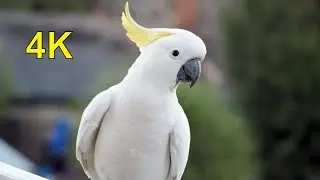 Australia's WILDEST Birds (and how to feed them)