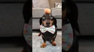 Talented Dachshund balancing an Egg! #dog #balance #talent