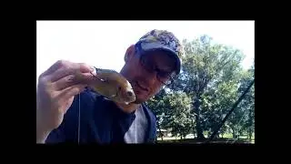 ILLINOIS CATFISHING | BIG BAITS | BIG CATS |