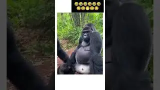 Bear sound//Tourist Faced with a bear on road comedy 🤣funnyviralvideo