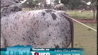 TOCANDO NO TOURO - ASTRO (Gir Leiteiro) Jun 2011