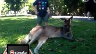 Streaka at - Australia Zoo - 12:35pm Friday 19th of April 2013