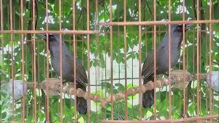 KHƯỚU MÁI RO RO RO DÀI HAY KÍCH TRỐNG TUYỆT VỜI | Khuoumaikichtrong