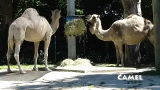 Zoo, Roger Williams Park Zoo, Rhode Island USA