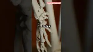 Anatomy of bones 🩻||the PharmacoZone|| #videoshort #medicalworld #foryou #videoviralyoutube