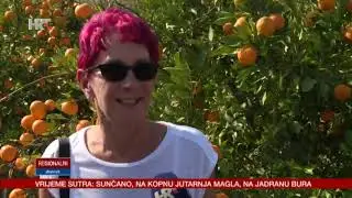 Berba mandarina produljila posezonu