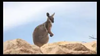 Yellow-footed Rock Wallabies