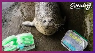 Cheers to Barney, one of the oldest harbor seals in the world!