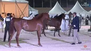 Hail International Arabian Horse Show 2025   Class Senior Mares Championship