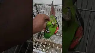 Macaw Training | Roll Down & Recall | #macaw @Shaikh.tanveer