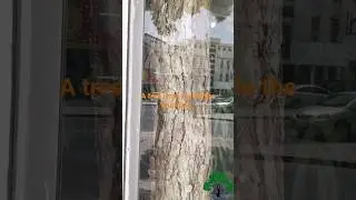 A tree that lives inside a building in bahrain | Alia flowers Adliya |