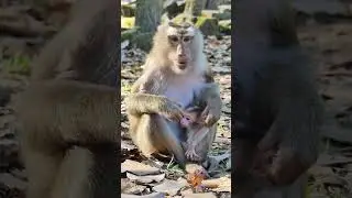 01176 #animals #babyanimals #babymonkeys #cute #wildlifepics #babyprimates #animalpet #babycute