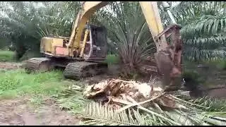 Poclen tree cutting