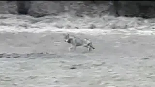 Wolf im Landkreis gesichtet