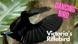 Bird of Paradise - Victoria's Riflebird 