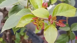 Khi cây hoa giấy đang ra nụ và chuẩn bị ra nụ cần phải làm ngay một số việc này.