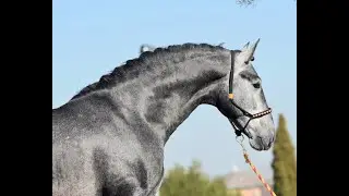 &Uacute;NICO DE SUSAETA - SPANISH STALLION FOR SALE - DRESSAGE HORSES MADRID