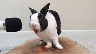 Rabbit eating juicy tomato ASMR