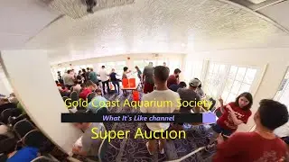 Fish Auction Excitement
