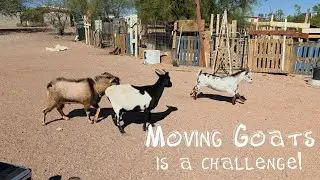 Moving Goats is a Challenge! 