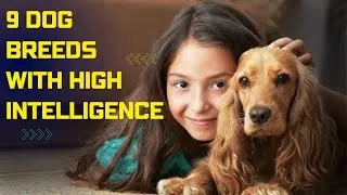 9 DOG BREEDS WITH HIGH INTELLIGENCE