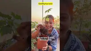 Repot Like A Pro | कैसे करें सही रिपोटिंग?  | Repotting my Lantern Hibiscus