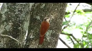 CANTO DO ARAPA&Ccedil;U DE CERRADO, arapa&ccedil;u de superc&iacute;lio branco, cata barata, pica pau marrom
