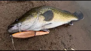 Murray Cod on Topwater Lure (I made it)