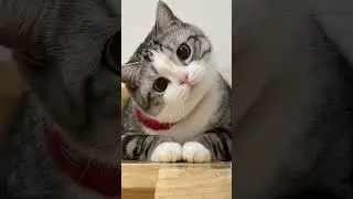 Adorable Kittens &ndash; A Must-Share for the Cutest People  #NewSongMV #CureForPoverty #LifeSoFar