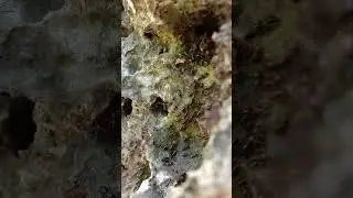 Black termites?