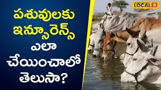 How to get insurance for livestock? | Telugu News | #local18