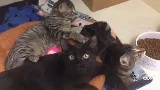 Woods Humane Society is offering a two-for-one kitten adoption promotion Sunday