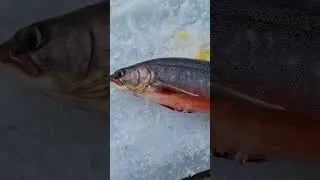 Fishing on ice! #shorts