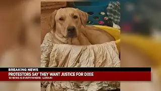 Lorain officer who fatally shot dog placed on leave following community protest
