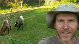 Sheep escape from New mobile pen