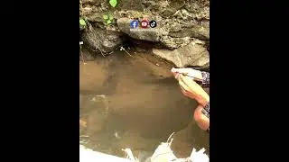 Teknik Memancing Belut yang Direkomendasikan untuk Pemula