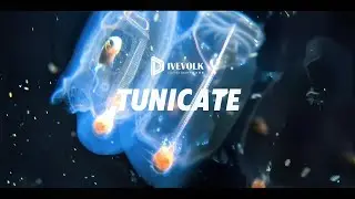 Crystal Clear Underwater Phone Footage - The Gear That Makes It Possible ！