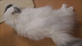 Short-Leg Cute Cat, Munchkin, Twitches while Lying down　（みうちん、ビクン）