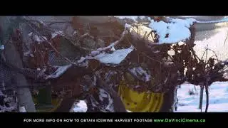 Ice-wine Harvest Niagara on the Lake 4K