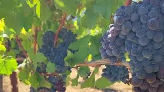 Southern Oregon Wine Institute Fly Through