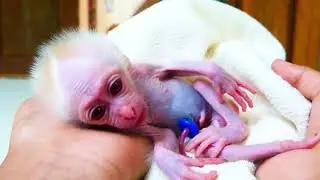How To Save Baby Monkey ...