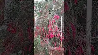 #gardening  #garden #shorts #gardenshorts #youtubeshorts #shortsvideo #plants #flowers #natural #luv