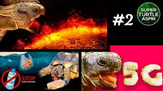 Turtle eating (COMPILATION) ASMR Animal #shorts