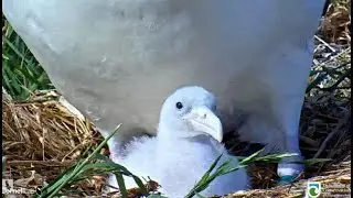 Royal Albatross NZL ~ Dad's home  Feeds his Chick  Jan  31, 2023