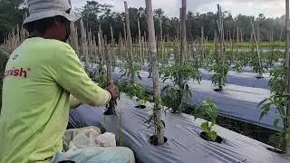Farmer's Spirit: Easy Plant Tying Stops Chili Stem Snaps! _FarmersLife _Shorts